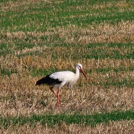 Mw 1b 82m2 Weserbergland Weser Inkl 2 Terrassen Waesche Und Endreinigung Self Checkin * Хокстер
