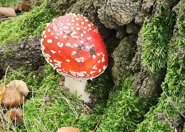 Mw 1b 82m2 Weserbergland Weser Inkl 2 Terrassen Waesche Und Endreinigung Self Checkin Appartement Höxter