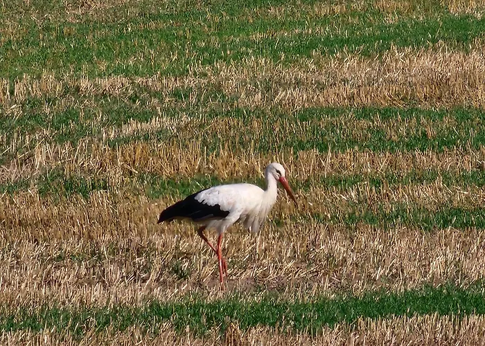 Mw 1b 82m2 Weserbergland Weser Inkl 2 Terrassen Waesche Und Endreinigung Self Checkin * Höxter